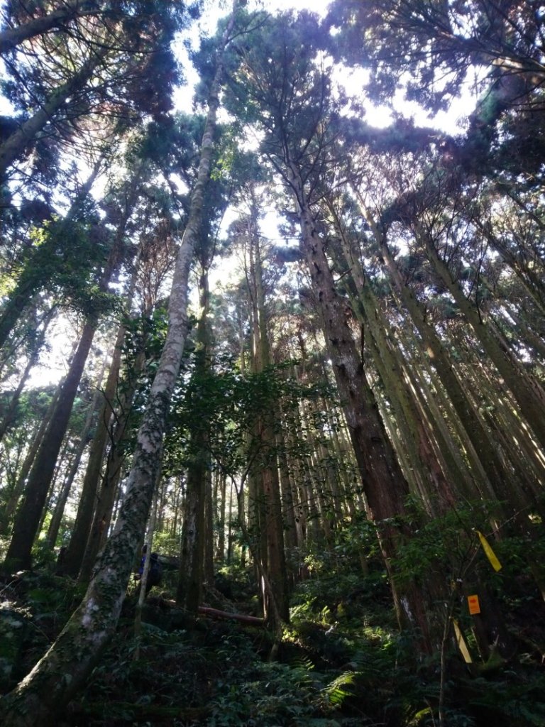 哈加縱走（哈堪尼山、加里山）_1051329