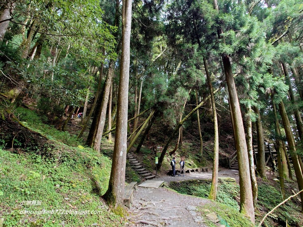【新竹】觀霧森林遊樂區：檜山巨木群步道_2397405