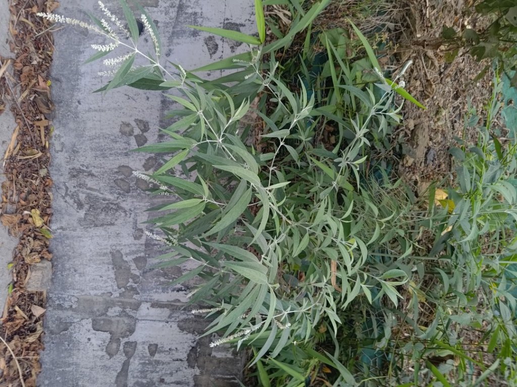 盆貿里山三盆連走_2749517