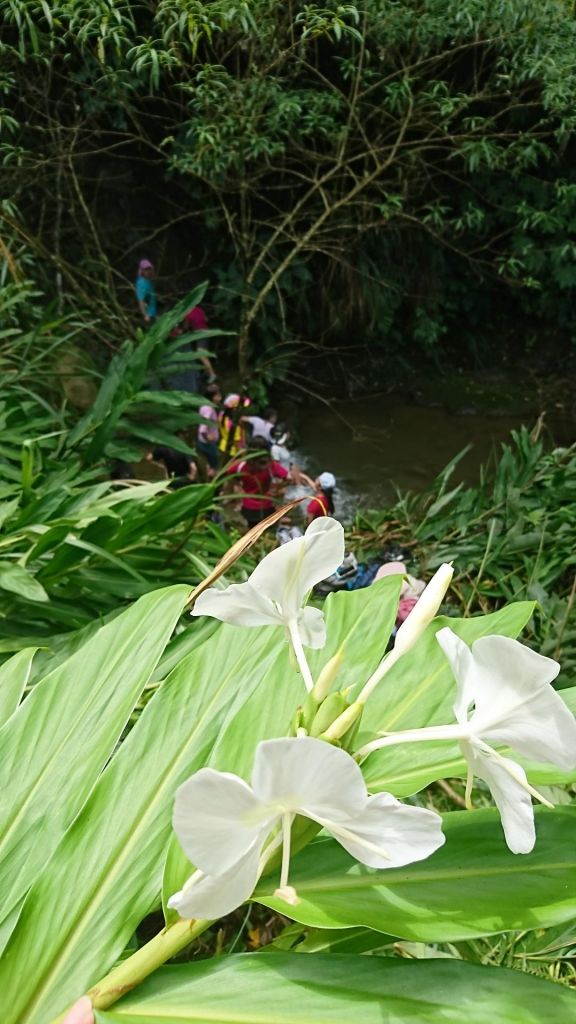 野薑花步道_388583
