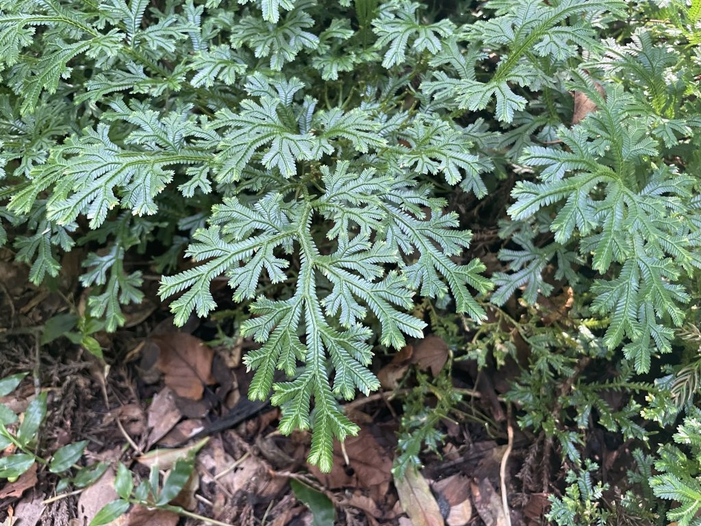 環七星山人車分道_陽金公路段112.11.03_2336883