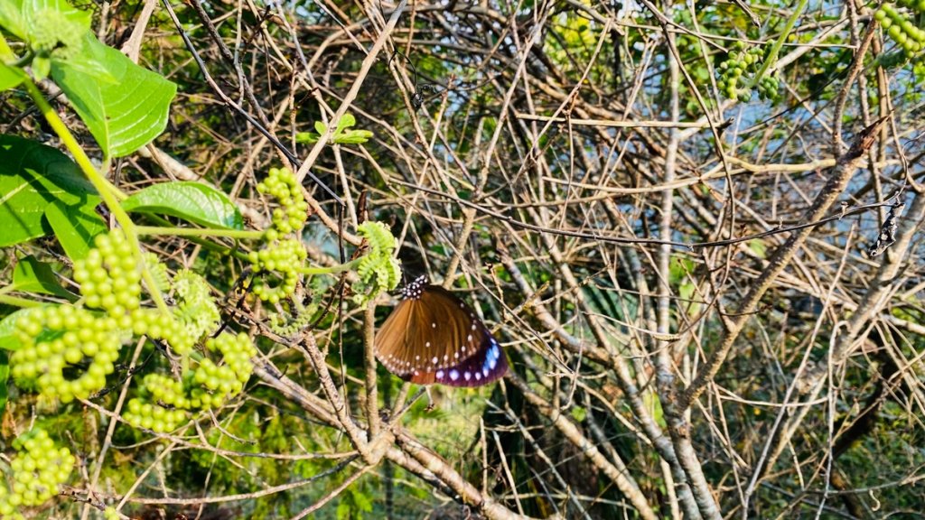 雲林古坑|峭壁雄風、幽情谷、青蛙石、水濂洞|一次看到8各景點的超高CP值步道_2070424
