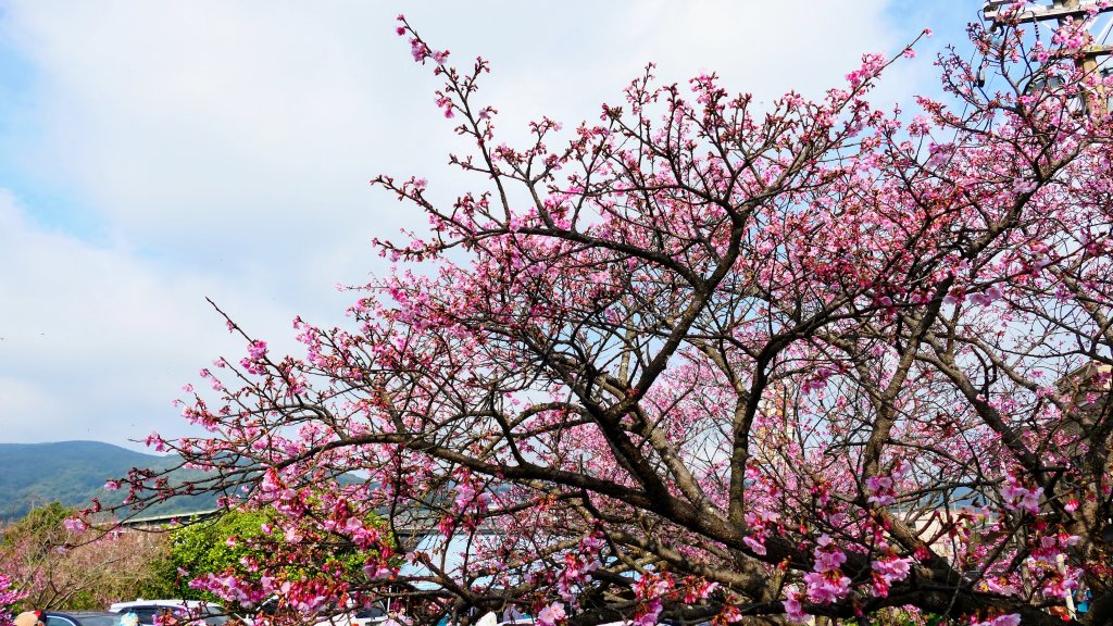 鵝尾梯田櫻花巷_2989340