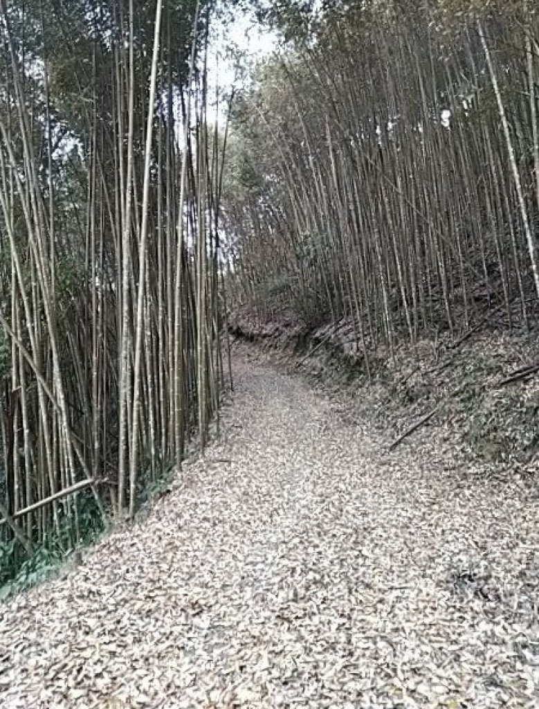 南坑山，百志興保山，永安山o型縱走_521584