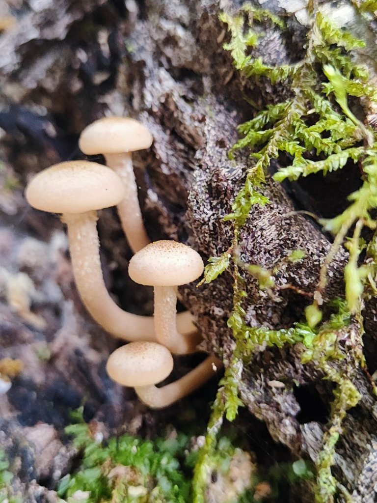 霞喀羅古道全線解鎖（石鹿到養老）_2961026