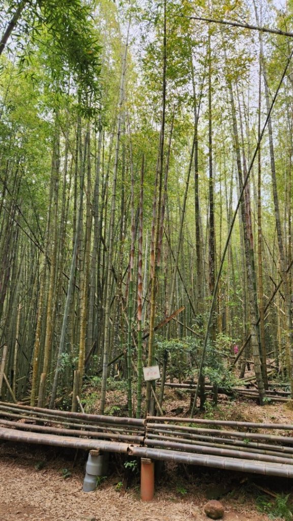 【中級山縱走】最美中級山，鳶嘴西稜縱走（鳶嘴山，醜崠山，長壽山）_2741401