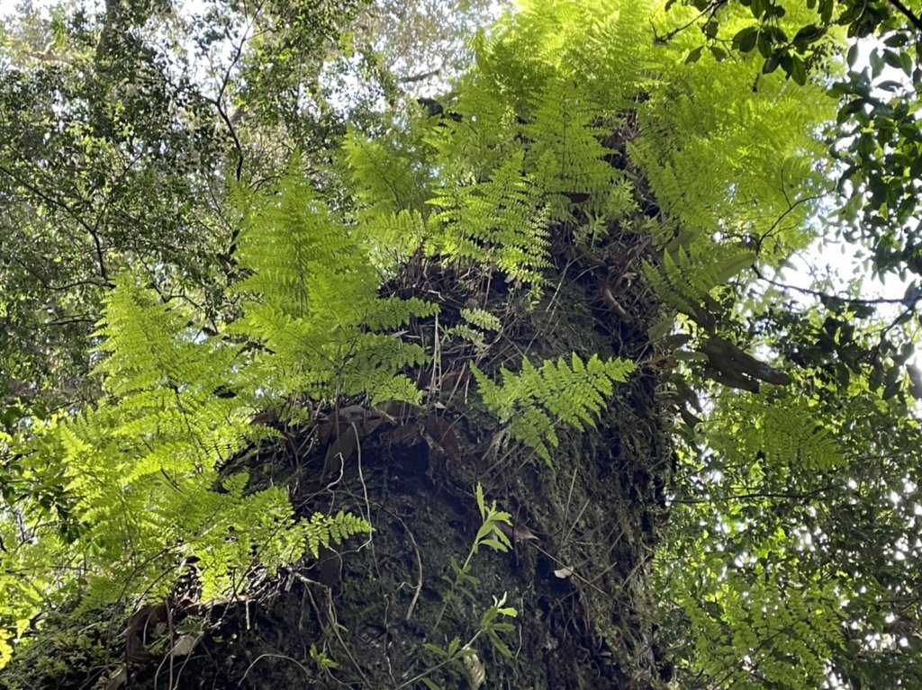 saolaiy酋長的山_1741794