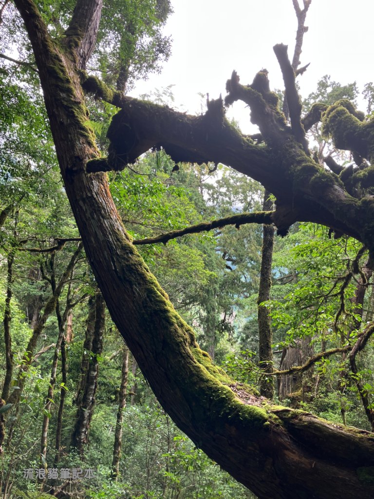 【佐米縱走】走進迷霧森林尋找千歲神木，參加一場巨木群的盛宴_2888766