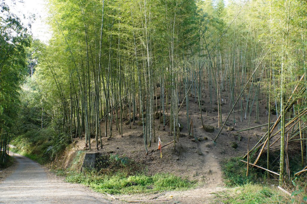 南投 鹿谷 龍鳳山、龍鳳峽山、三叉崙山、水桶寮山、內樹皮山、羊頭崙山、志騰山、竹崙山、溪頭山_2962253
