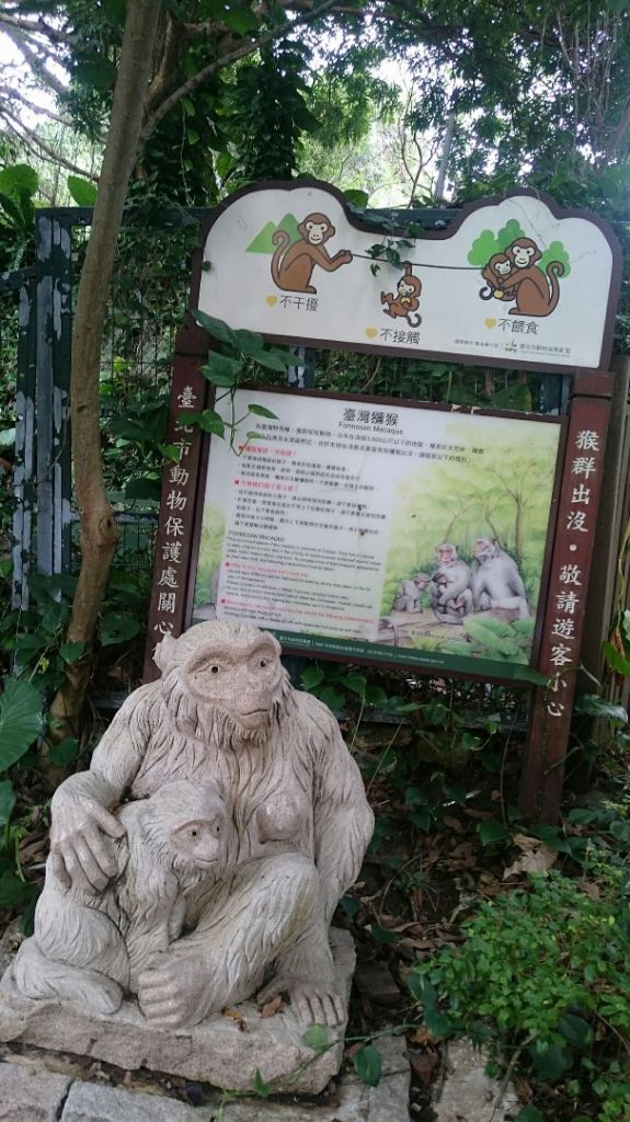 天母水管路步道～台灣獼猴不期而遇_315849
