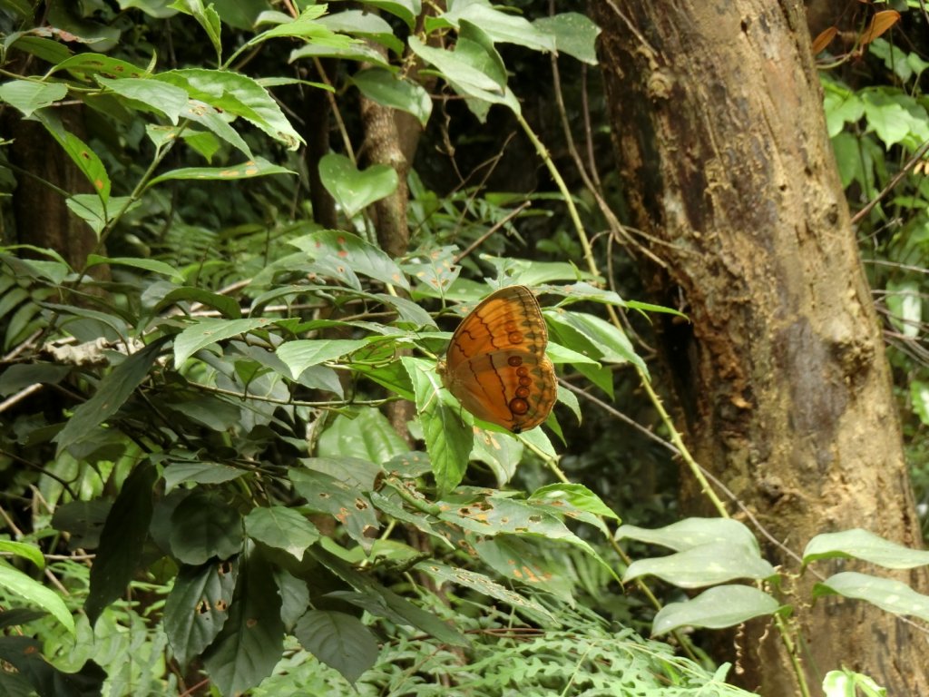 猴山岳（草湳到萬壽路）_977465