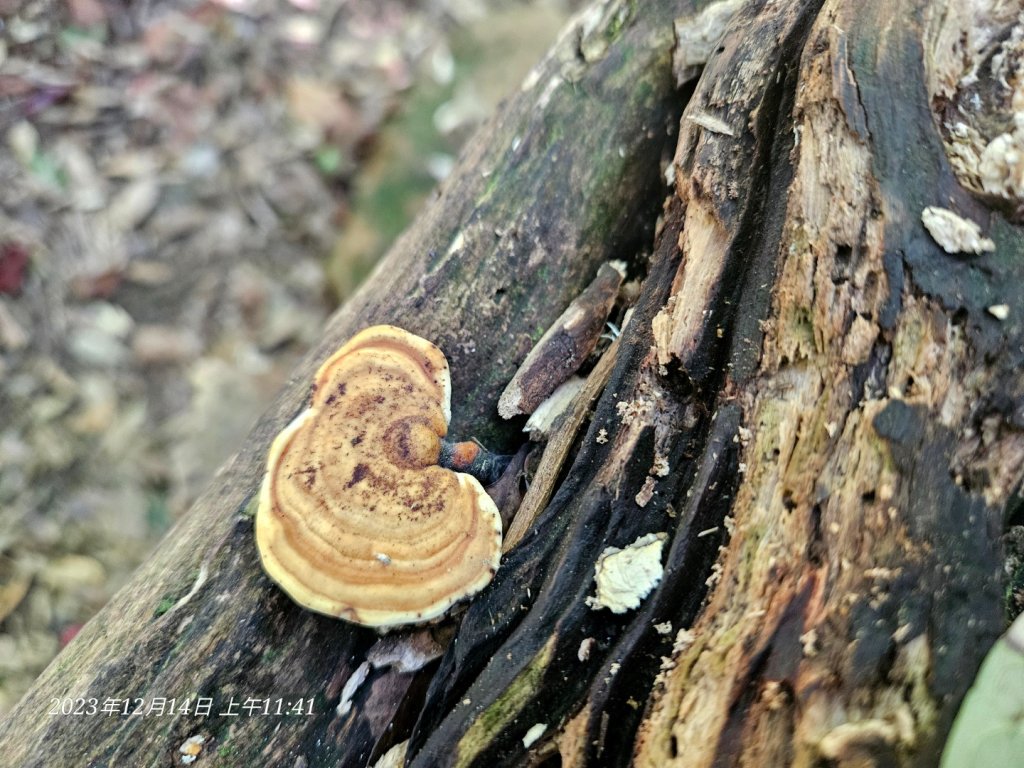 新竹尖石蓮包山+鴛鴦谷鰻潭瀑布O型走_2379112