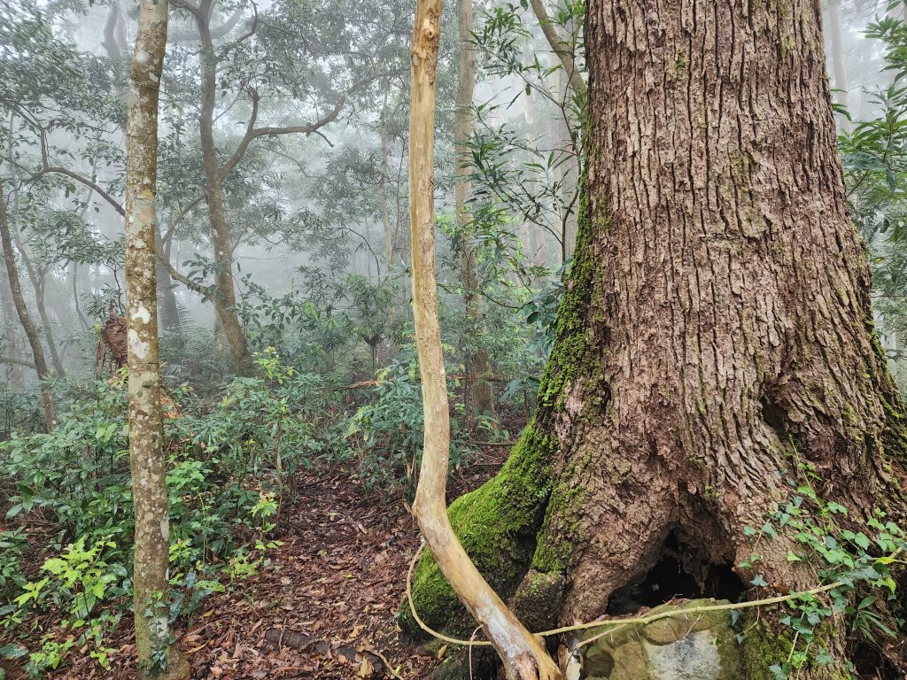 20230409那羅山、煤源山、大混山、道下山O型_2141969