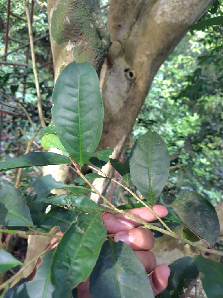 多納六秀 京大山_2957524