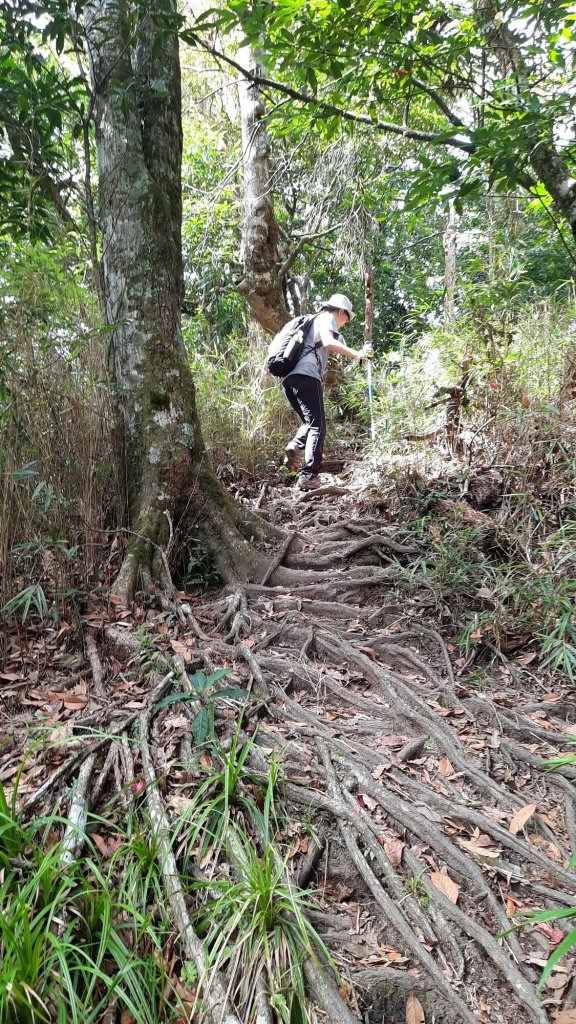 《新竹》幸福雲海｜鵝公髻山步道X山上人家20221105_1900184