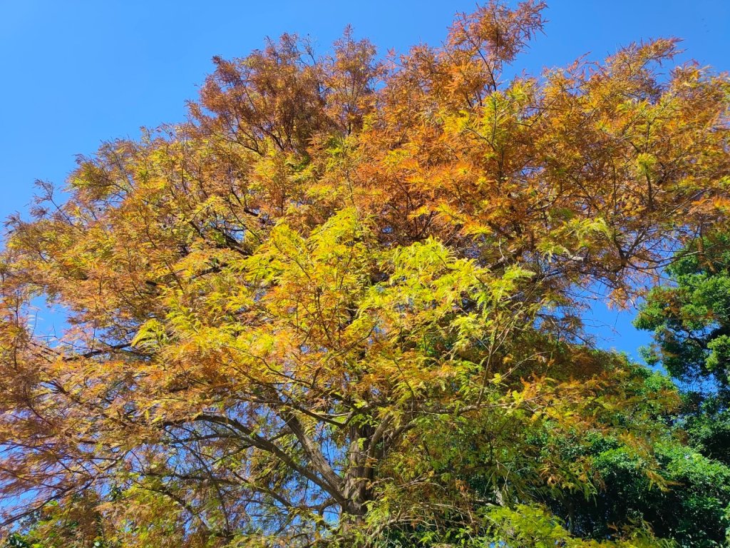 環碧湖［小愛心5連峰縱走］（獅頭山+碧湖山+新坡尾山+竹嵩山+金面山）_2393329