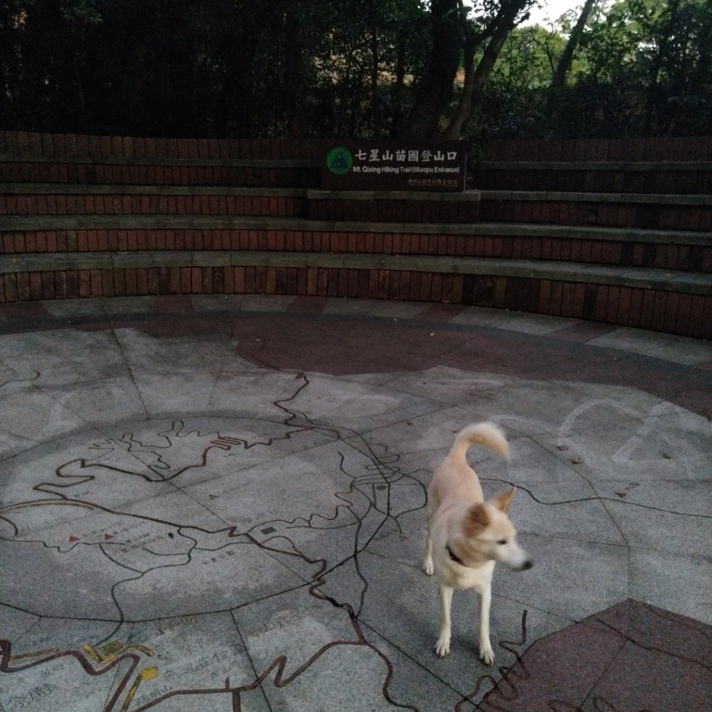 1081215陽明山主，東峰O型走走散步封面圖