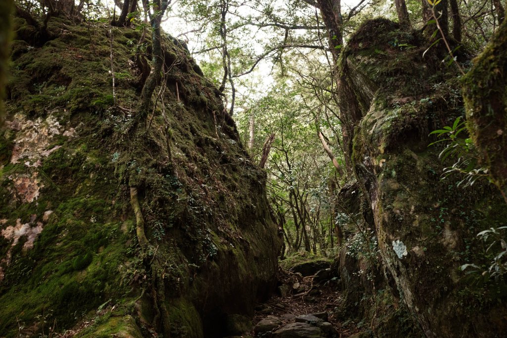桃園復興區 處暑‧北插天山岩戶線_2868431