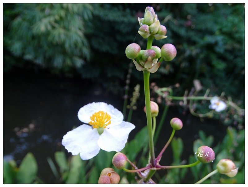 台北/植物園步道_686838