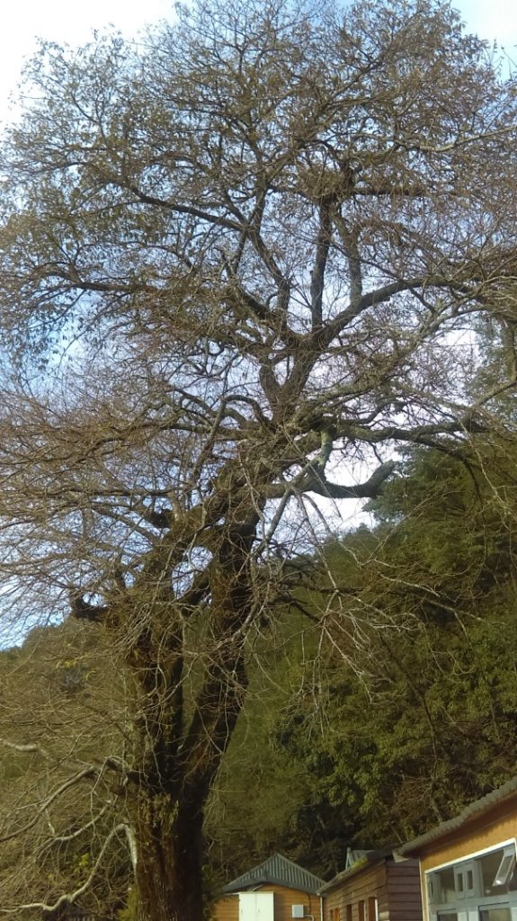 滿樹繁花、燦若雲霞的觀霧山莊_716717