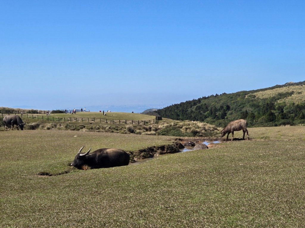 擎天崗環形步道_2722267