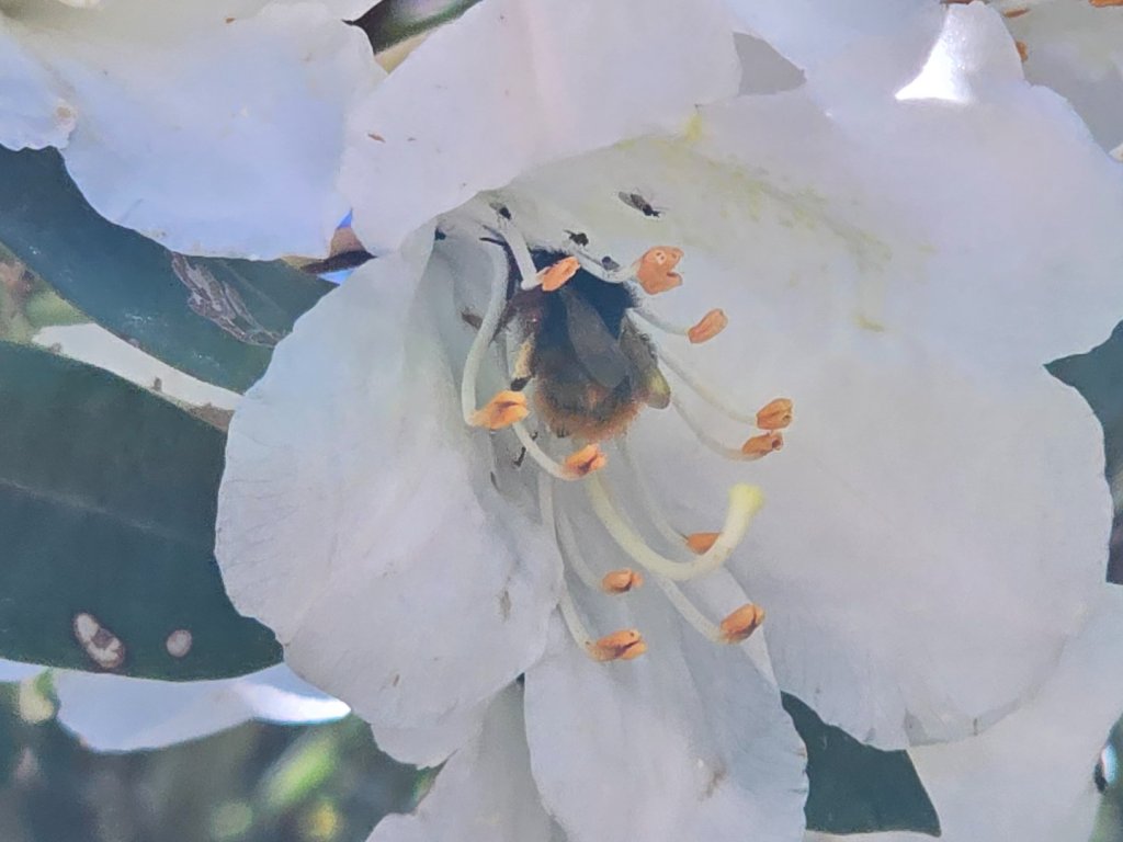 鳶嘴山杜鵑盛開_2770225