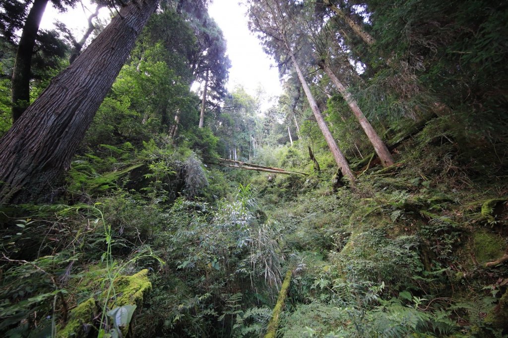 水樣森林 第一次在山裡過夜_659191