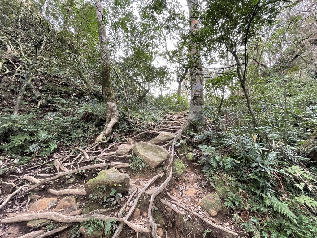 喜遇水晶蘭及翹距根結蘭-北得拉曼巨木步道1110310_1636069