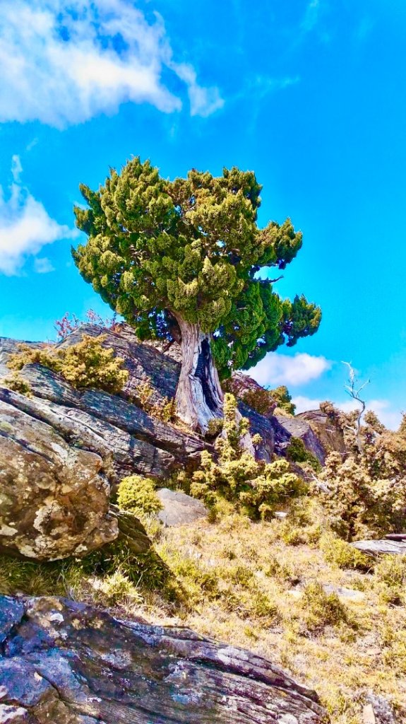 啟動高山度假模式～阿蓮五虎兄弟之馬博橫斷_2073060