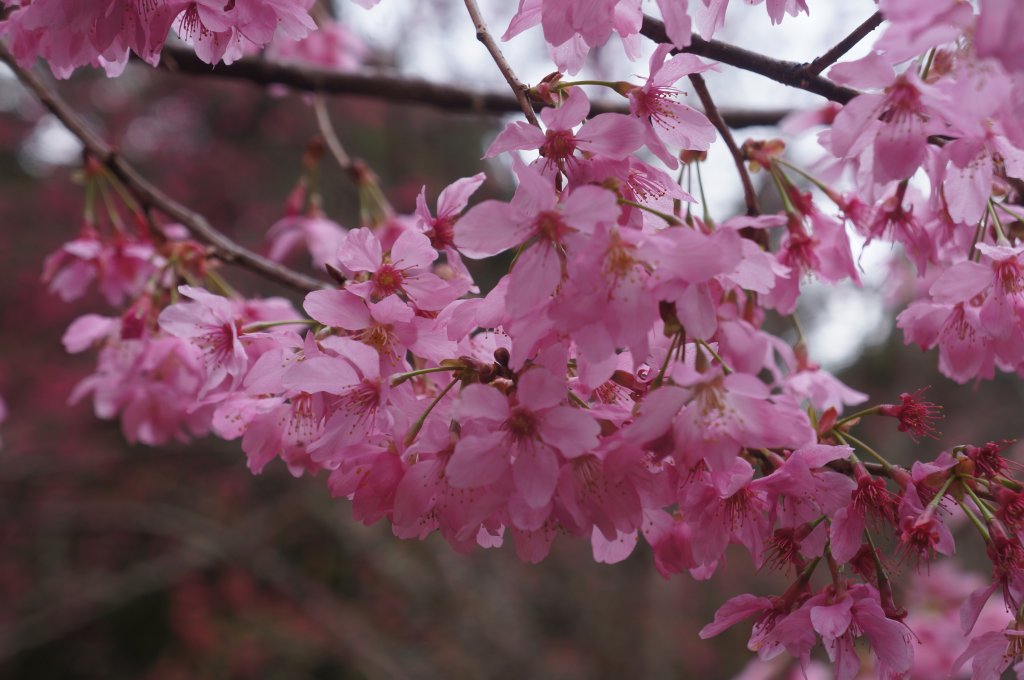 現在來石壁風景區九芎神木區賞花正是時候！_1614771