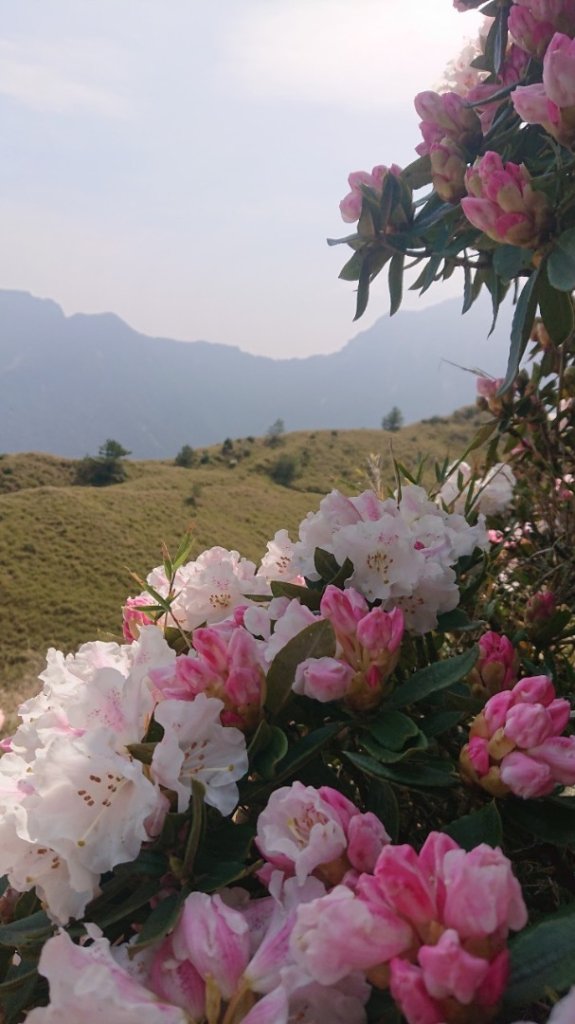 合歡東峰、小奇萊賞玉山杜鵑_2542676