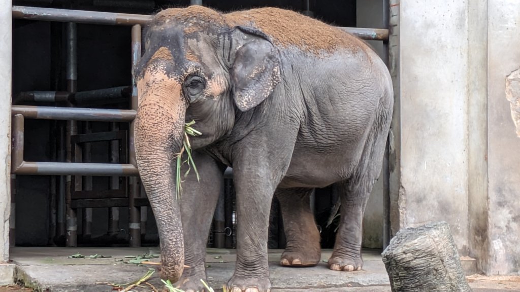 木柵動物園封面圖