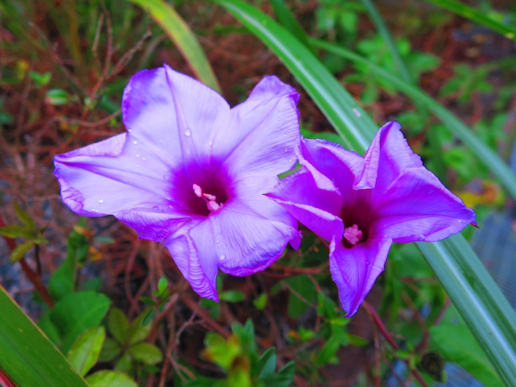 迎春賞花步道：貓空魯冰花海_817054