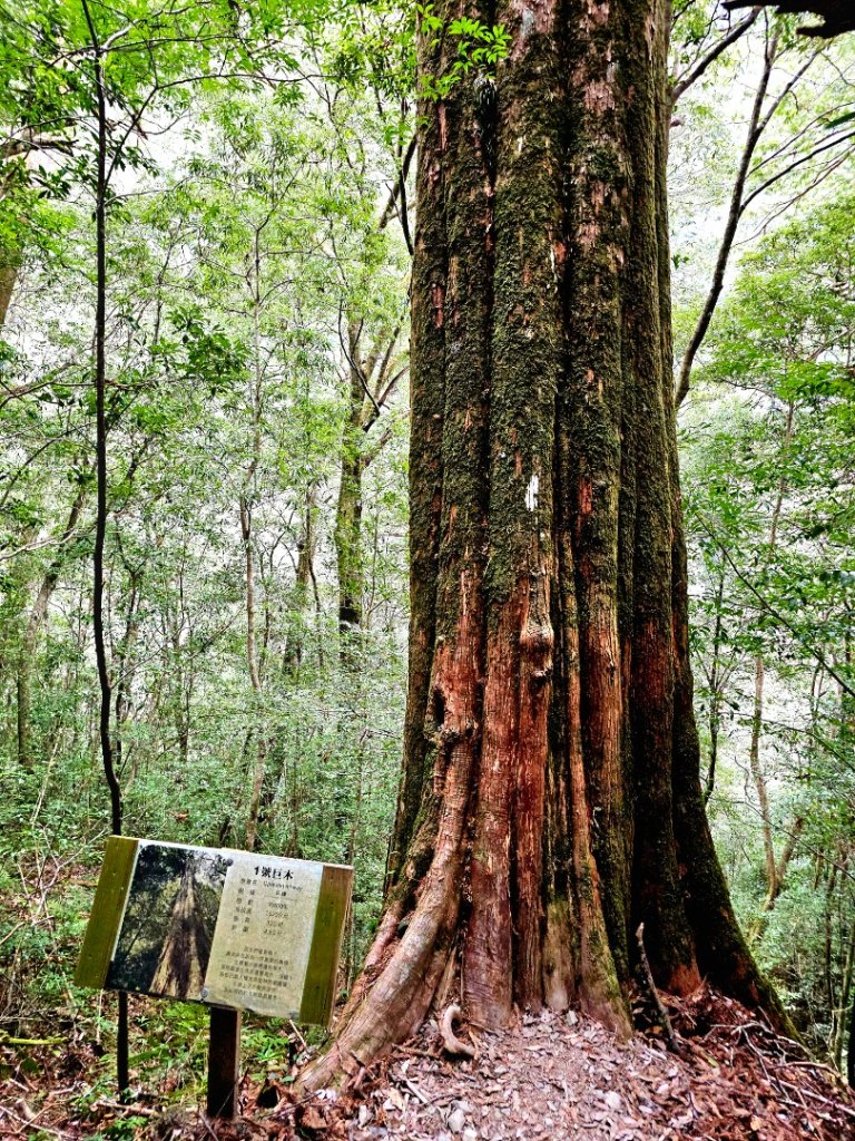 司馬庫斯神木群步道及櫻花季-(新竹)臺灣百大必訪步道_3007804