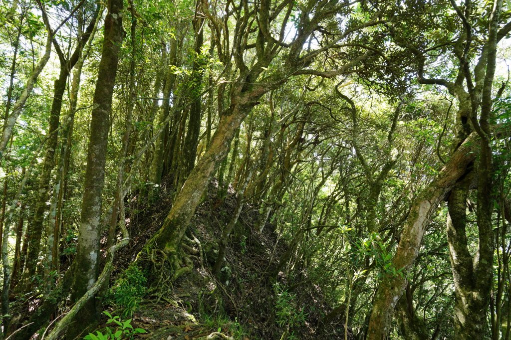 新竹 五峰 油羅山、霞山_2798255