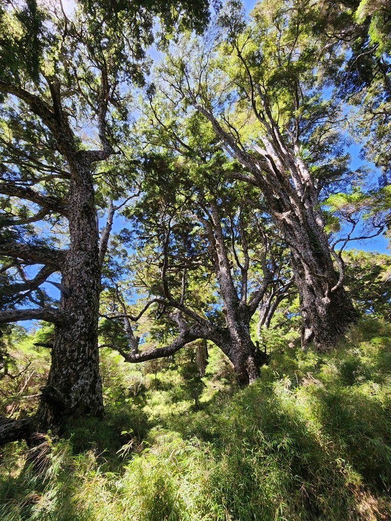 【南橫三星】太美大享受林道的庫哈諾辛山~_1816466