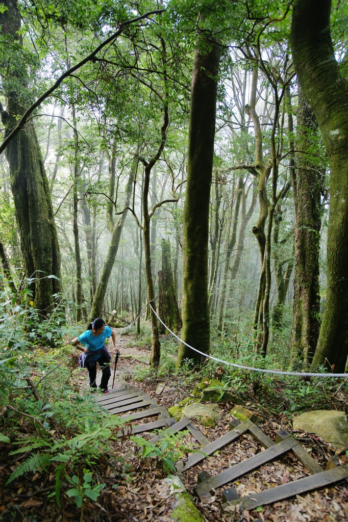 大雪山稍來山步道30.5K_22908