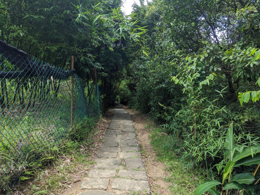 冷門的鵝尾山步道。熱門的坪頂古圳_1766082