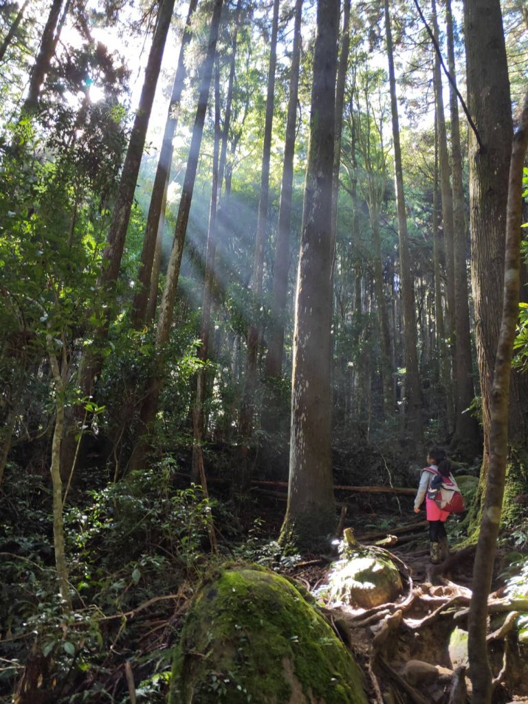 晴空加里山雲裡杜鵑嶺霧裡尋鐵道_1146454