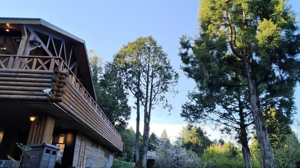 阿里山五奇_306229