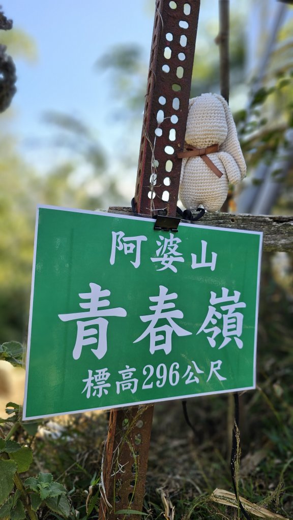 241206-小百岳#040聚興山+#042南觀音山。美美兔何以半天登上兩小百。_2667393