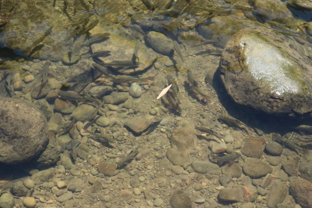〔石碇〕烏塗溪古道 外按古道。昔日淡蘭古道南路之一段_2235906