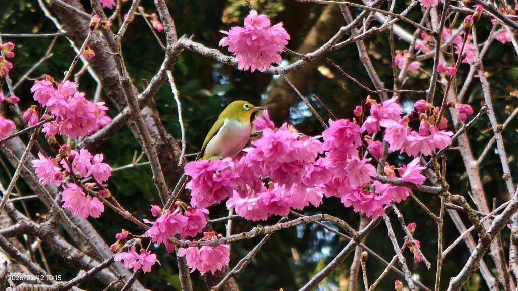 #河津櫻 #八重櫻 #山櫻花 #黃尾鴝 #綠繡眼 #夕陽 2/12封面圖
