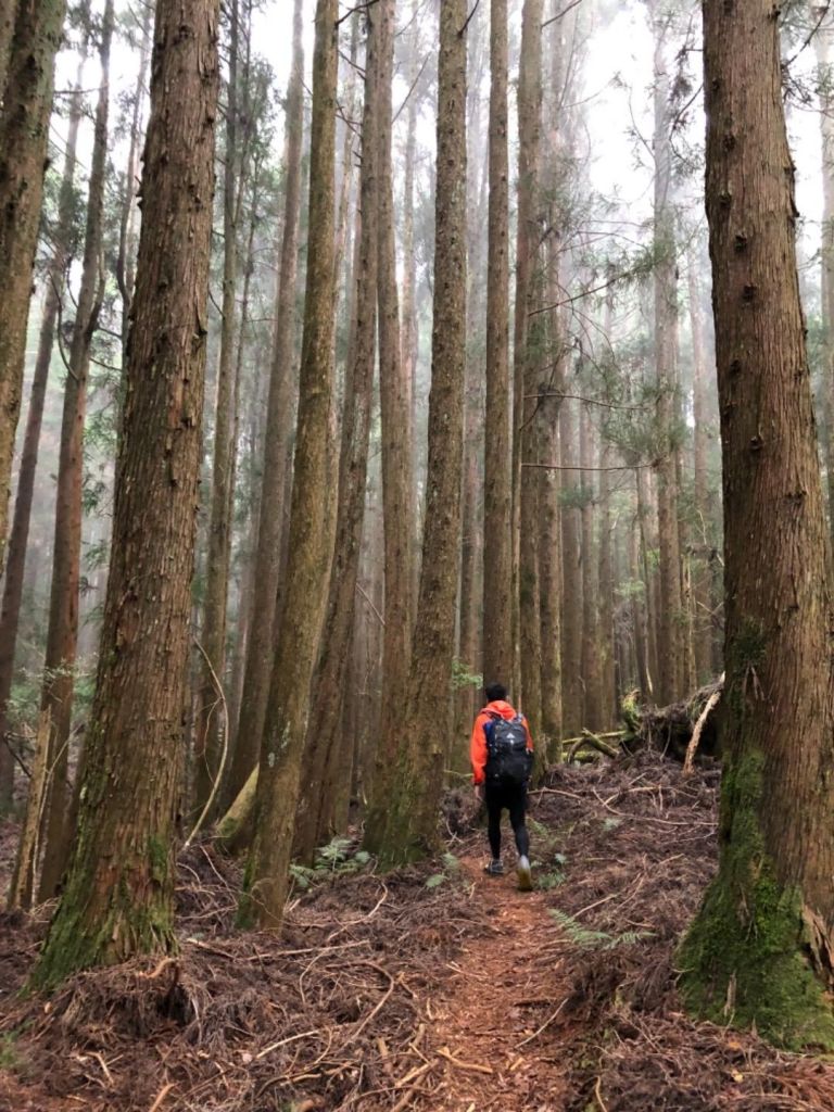 特富野古道登自忠山、東水山、北霞山_313243