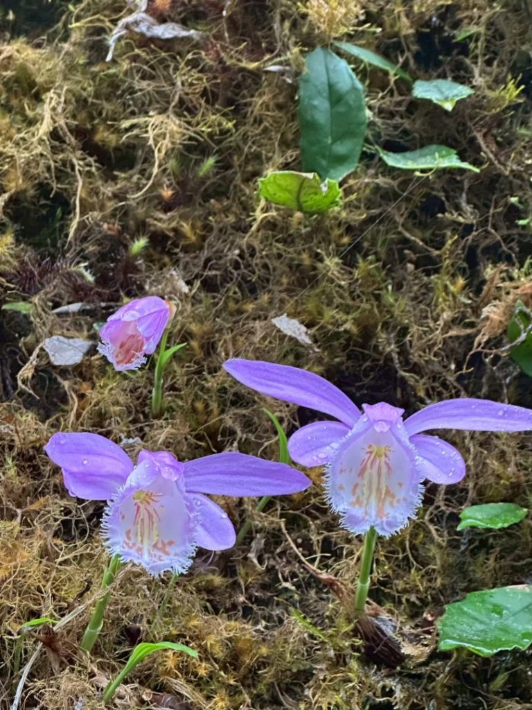 卡保石壁一葉蘭（耘夢谷上逐鹿山下O走）_2809519