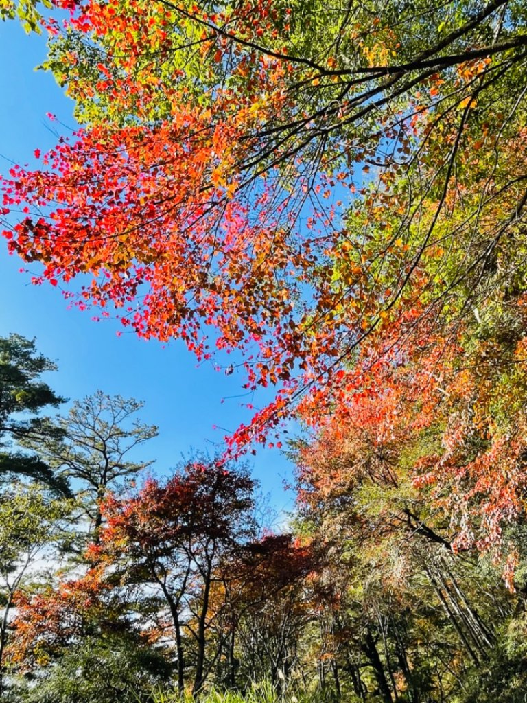 1101211大雪山230林道9.2k/雪山西稜登山口_1546742