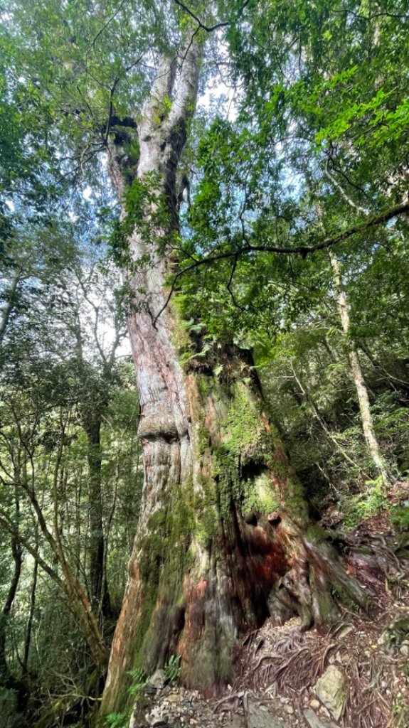 搭公車來去拉拉山神木群享受森林浴一日遊_2333682