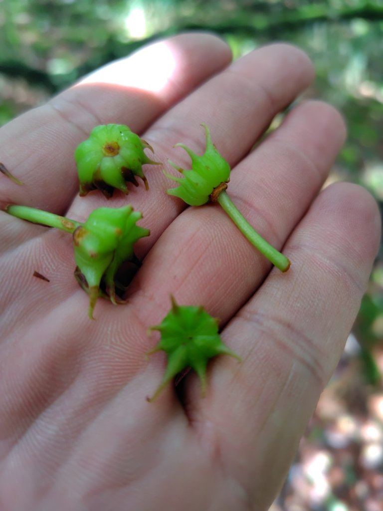 稍來小雪山國家步道、船型山、鞍馬山、鞍馬山東北峰、天池、雪山神木_2799713