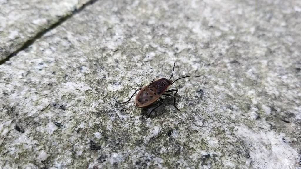 230227-迎來連假北上漫遊小百岳#009 劍潭山+南港山系象山。美美兔忘記出門。_2116394