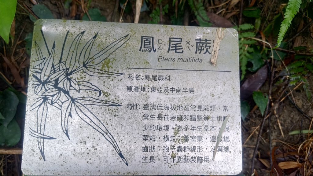 蘭潭後山步道紅毛埤山_2599676